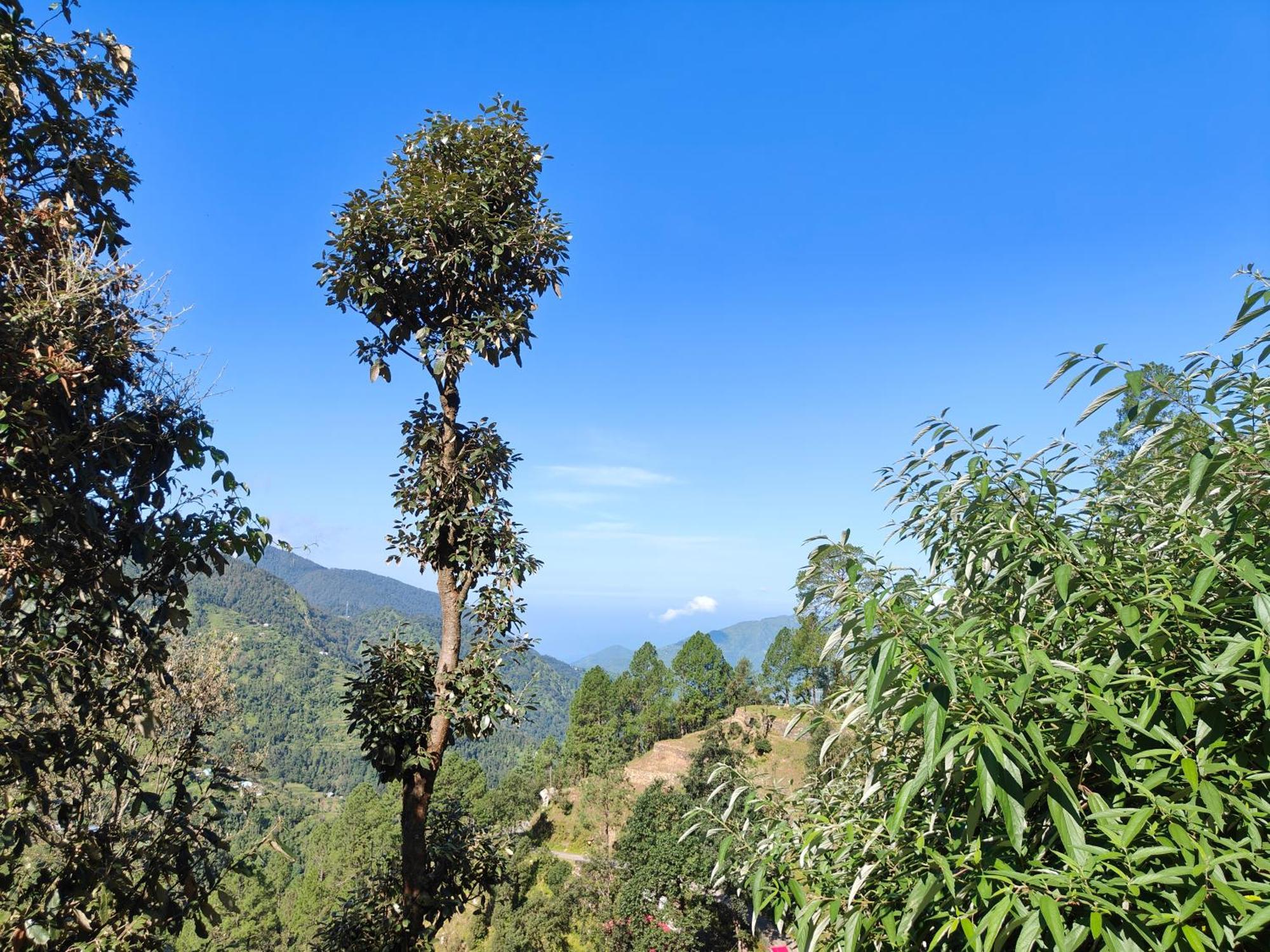 Himwanderer Camps & Cottages Pangot Nainital Dış mekan fotoğraf