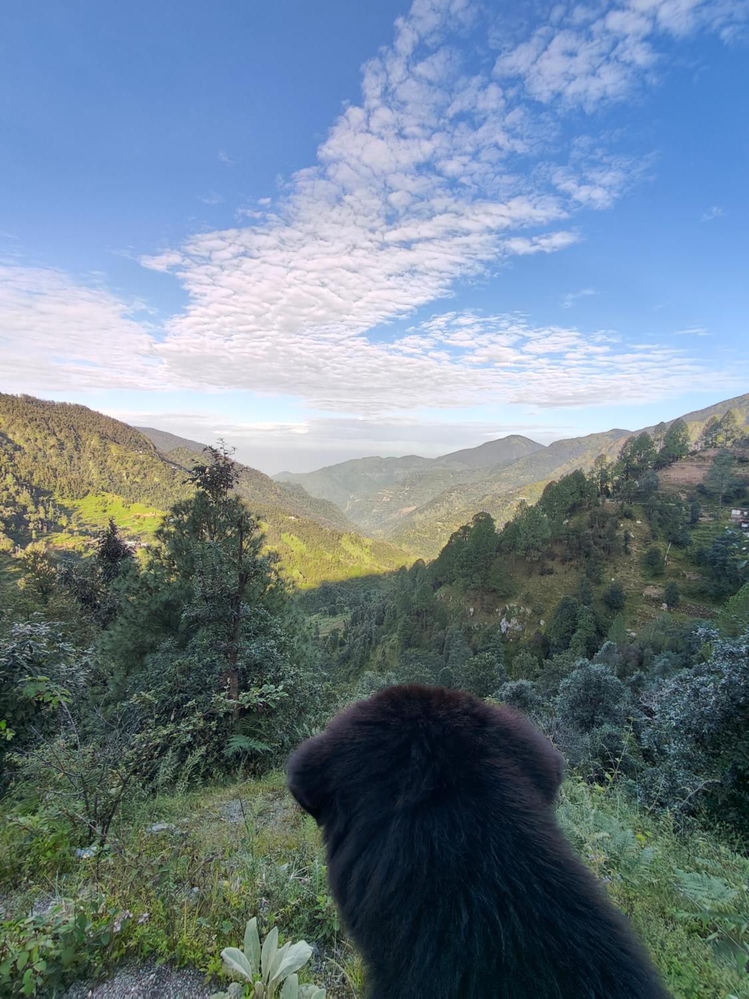Himwanderer Camps & Cottages Pangot Nainital Dış mekan fotoğraf