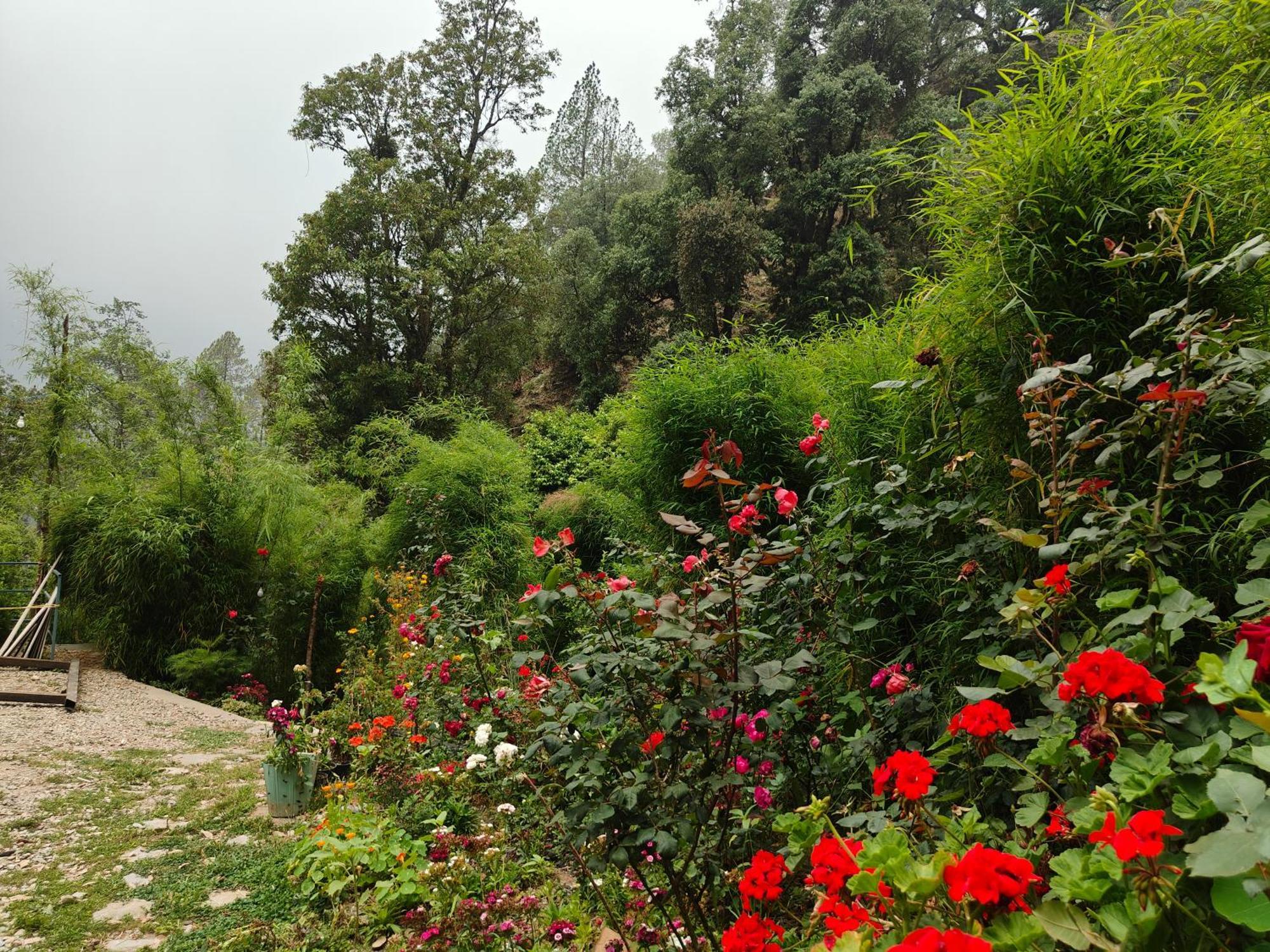 Himwanderer Camps & Cottages Pangot Nainital Dış mekan fotoğraf